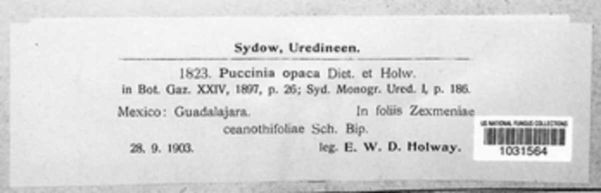 Puccinia opaca image
